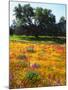 USA, California, Cleveland National Forest. Wildflowers Blooming-Jaynes Gallery-Mounted Photographic Print
