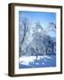 USA, California, Cleveland Nf. Trees in the Laguna Mountains-Jaynes Gallery-Framed Photographic Print