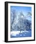 USA, California, Cleveland Nf. Trees in the Laguna Mountains-Jaynes Gallery-Framed Photographic Print
