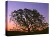 USA, California, Coast Range Mountains, Crescent Moon Above Oak Trees Which are Silhouetted at Dawn-John Barger-Stretched Canvas