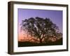 USA, California, Coast Range Mountains, Crescent Moon Above Oak Trees Which are Silhouetted at Dawn-John Barger-Framed Photographic Print