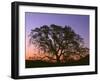 USA, California, Coast Range Mountains, Crescent Moon Above Oak Trees Which are Silhouetted at Dawn-John Barger-Framed Photographic Print