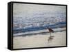 USA, California. Coastal bird along Morro Bay beach.-Anna Miller-Framed Stretched Canvas