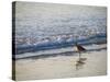 USA, California. Coastal bird along Morro Bay beach.-Anna Miller-Stretched Canvas