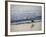 USA, California. Coastal bird along Morro Bay beach.-Anna Miller-Framed Photographic Print