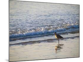 USA, California. Coastal bird along Morro Bay beach.-Anna Miller-Mounted Photographic Print