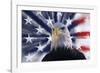 USA, California. Composite of bald eagle and American flag.-Jaynes Gallery-Framed Photographic Print
