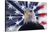 USA, California. Composite of bald eagle and American flag.-Jaynes Gallery-Stretched Canvas