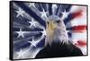USA, California. Composite of bald eagle and American flag.-Jaynes Gallery-Framed Stretched Canvas