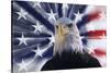 USA, California. Composite of bald eagle and American flag.-Jaynes Gallery-Stretched Canvas