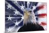 USA, California. Composite of bald eagle and American flag.-Jaynes Gallery-Mounted Premium Photographic Print