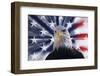 USA, California. Composite of bald eagle and American flag.-Jaynes Gallery-Framed Photographic Print