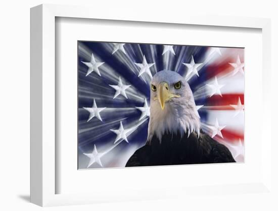 USA, California. Composite of bald eagle and American flag.-Jaynes Gallery-Framed Photographic Print