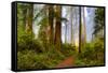 USA, California, Crescent City. Del Norte State Park, trail leading into the woods-Hollice Looney-Framed Stretched Canvas