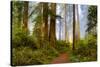 USA, California, Crescent City. Del Norte State Park, trail leading into the woods-Hollice Looney-Stretched Canvas