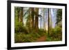 USA, California, Crescent City. Del Norte State Park, trail leading into the woods-Hollice Looney-Framed Photographic Print