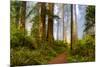 USA, California, Crescent City. Del Norte State Park, trail leading into the woods-Hollice Looney-Mounted Photographic Print