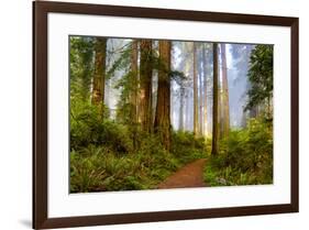 USA, California, Crescent City. Del Norte State Park, trail leading into the woods-Hollice Looney-Framed Premium Photographic Print