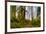 USA, California, Crescent City. Del Norte State Park, trail leading into the woods-Hollice Looney-Framed Premium Photographic Print