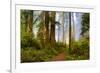 USA, California, Crescent City. Del Norte State Park, trail leading into the woods-Hollice Looney-Framed Premium Photographic Print