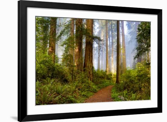 USA, California, Crescent City. Del Norte State Park, trail leading into the woods-Hollice Looney-Framed Premium Photographic Print