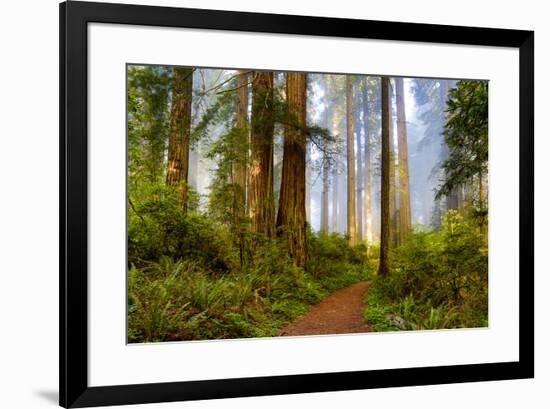 USA, California, Crescent City. Del Norte State Park, trail leading into the woods-Hollice Looney-Framed Premium Photographic Print