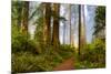 USA, California, Crescent City. Del Norte State Park, trail leading into the woods-Hollice Looney-Mounted Premium Photographic Print