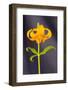 USA, California, Crescent City, Flower-Hollice Looney-Framed Photographic Print