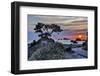 USA, California, Crescent City, Monterey Cypress-Joe Restuccia III-Framed Photographic Print