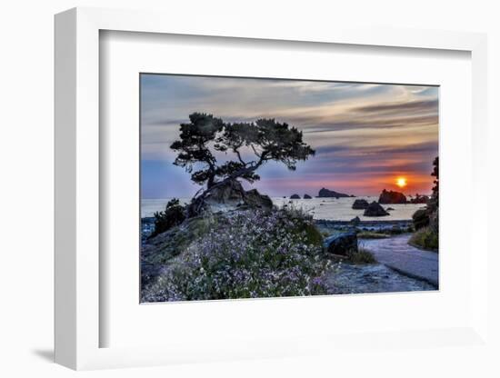 USA, California, Crescent City, Monterey Cypress-Joe Restuccia III-Framed Photographic Print