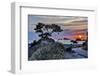 USA, California, Crescent City, Monterey Cypress-Joe Restuccia III-Framed Photographic Print