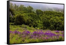 USA, California, Crescent City, Redwoods National Park, Bold Hills-Joe Restuccia III-Framed Stretched Canvas