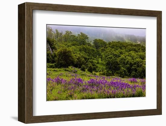 USA, California, Crescent City, Redwoods National Park, Bold Hills-Joe Restuccia III-Framed Photographic Print