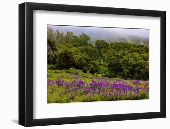 USA, California, Crescent City, Redwoods National Park, Bold Hills-Joe Restuccia III-Framed Photographic Print