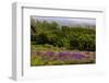 USA, California, Crescent City, Redwoods National Park, Bold Hills-Joe Restuccia III-Framed Photographic Print