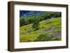 USA, California, Crescent City, Redwoods National Park, Bold Hills-Joe Restuccia III-Framed Photographic Print