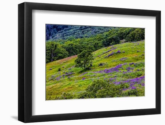 USA, California, Crescent City, Redwoods National Park, Bold Hills-Joe Restuccia III-Framed Photographic Print