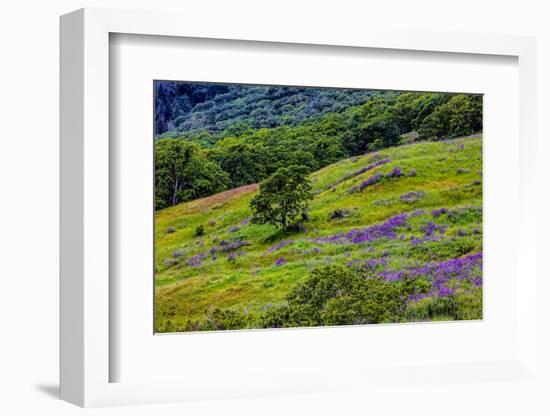 USA, California, Crescent City, Redwoods National Park, Bold Hills-Joe Restuccia III-Framed Photographic Print