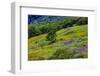 USA, California, Crescent City, Redwoods National Park, Bold Hills-Joe Restuccia III-Framed Photographic Print