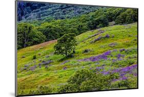 USA, California, Crescent City, Redwoods National Park, Bold Hills-Joe Restuccia III-Mounted Photographic Print