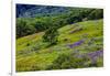 USA, California, Crescent City, Redwoods National Park, Bold Hills-Joe Restuccia III-Framed Photographic Print