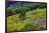 USA, California, Crescent City, Redwoods National Park, Bold Hills-Joe Restuccia III-Framed Photographic Print
