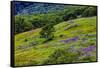 USA, California, Crescent City, Redwoods National Park, Bold Hills-Joe Restuccia III-Framed Stretched Canvas