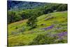 USA, California, Crescent City, Redwoods National Park, Bold Hills-Joe Restuccia III-Stretched Canvas
