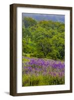 USA, California, Crescent City, Redwoods National Park, Silky Lupine-Joe Restuccia III-Framed Photographic Print