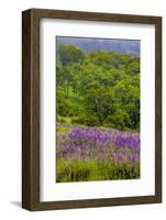 USA, California, Crescent City, Redwoods National Park, Silky Lupine-Joe Restuccia III-Framed Photographic Print