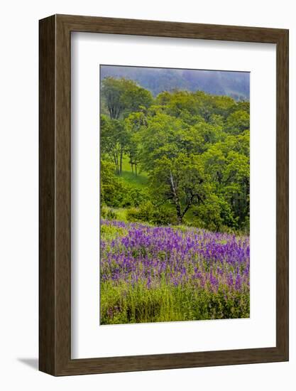 USA, California, Crescent City, Redwoods National Park, Silky Lupine-Joe Restuccia III-Framed Photographic Print