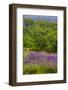 USA, California, Crescent City, Redwoods National Park, Silky Lupine-Joe Restuccia III-Framed Photographic Print