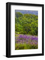 USA, California, Crescent City, Redwoods National Park, Silky Lupine-Joe Restuccia III-Framed Photographic Print