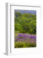 USA, California, Crescent City, Redwoods National Park, Silky Lupine-Joe Restuccia III-Framed Photographic Print